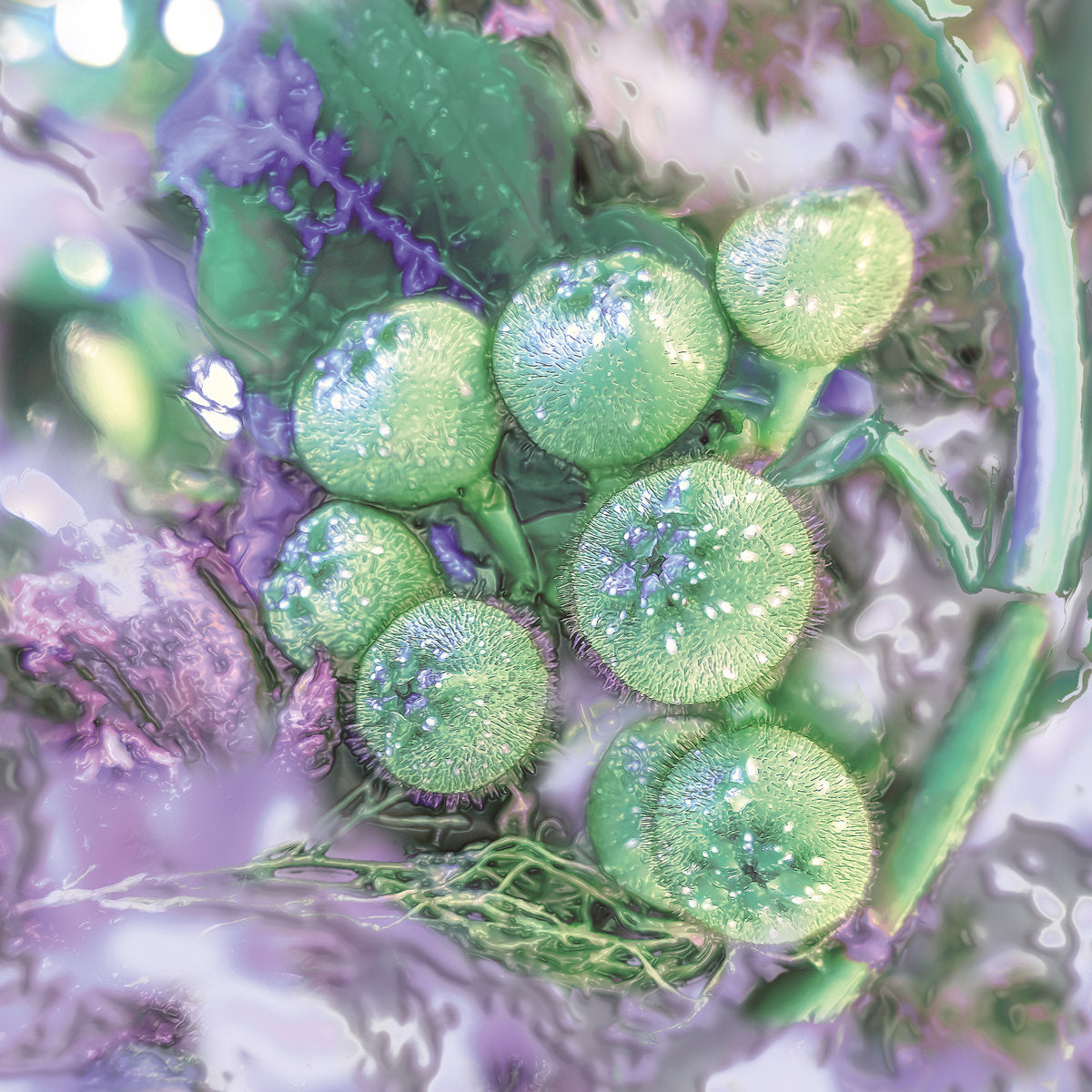 天堂“统一”