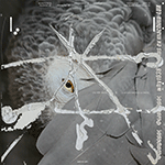 维纳斯 EX MACHINA 'LUX'