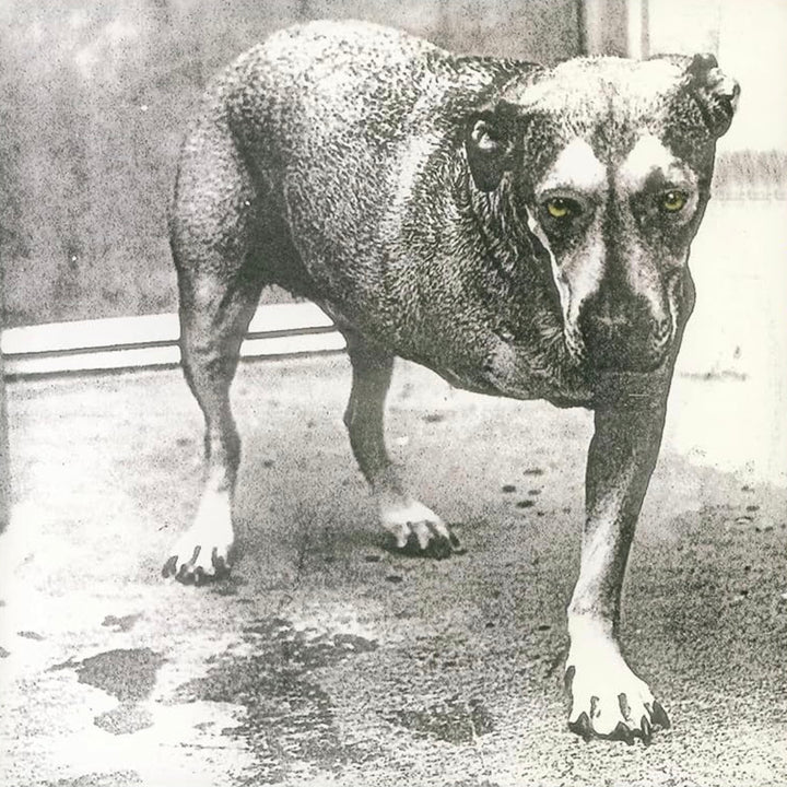 ALICE IN CHAINS 'ALICE IN CHAINS'