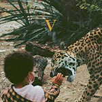 UNKNOWN MORTAL ORCHESTRA 'V -LEGENDARY EDITION-'